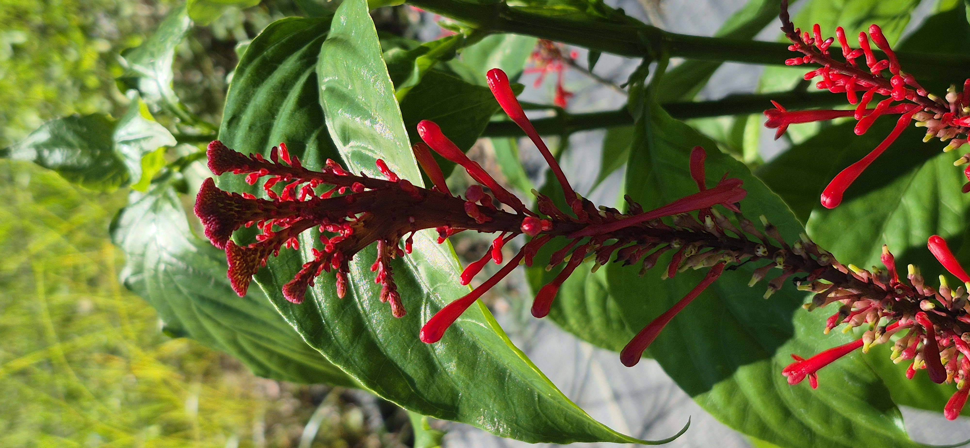 Firespike